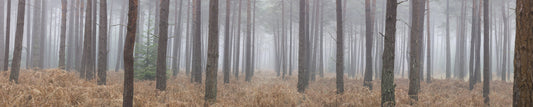 Misty Woodland Escape Wall Mural