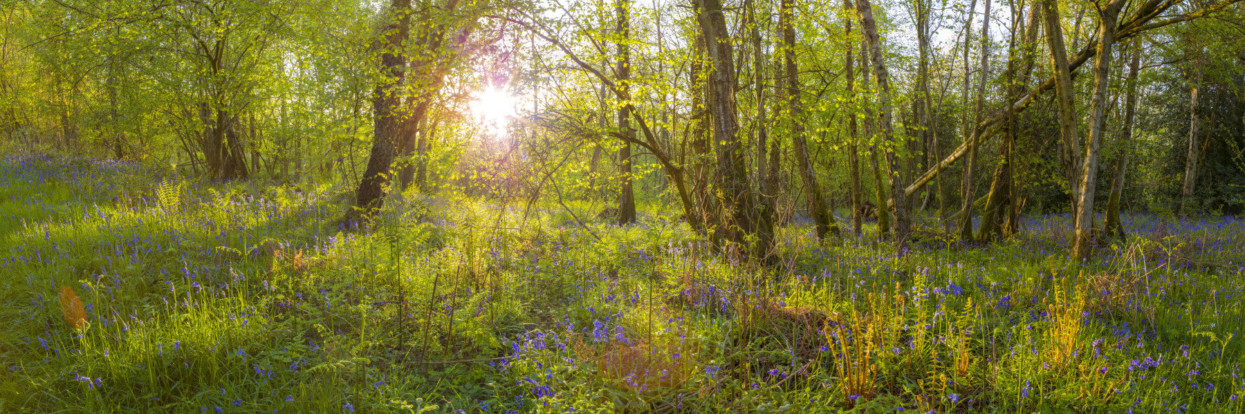 Forest Bloom Wall Mural in your room — zoomed