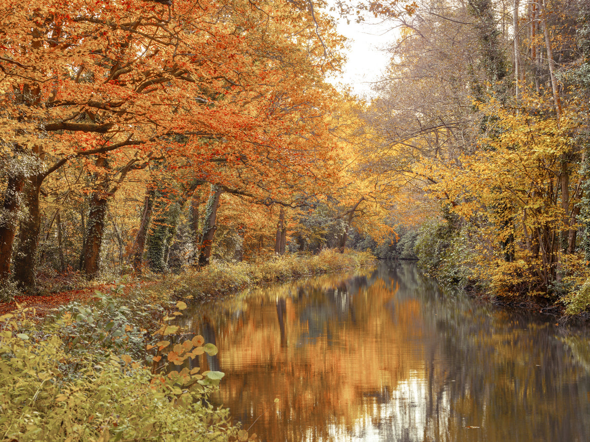 Autumnal River Serenity Wall Mural in your room