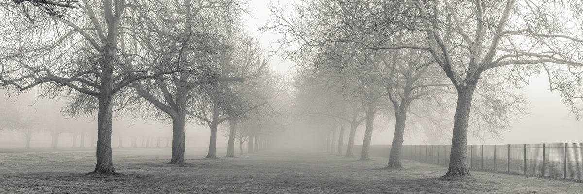 Foggy Forest Lane Wall Mural in your room — zoomed