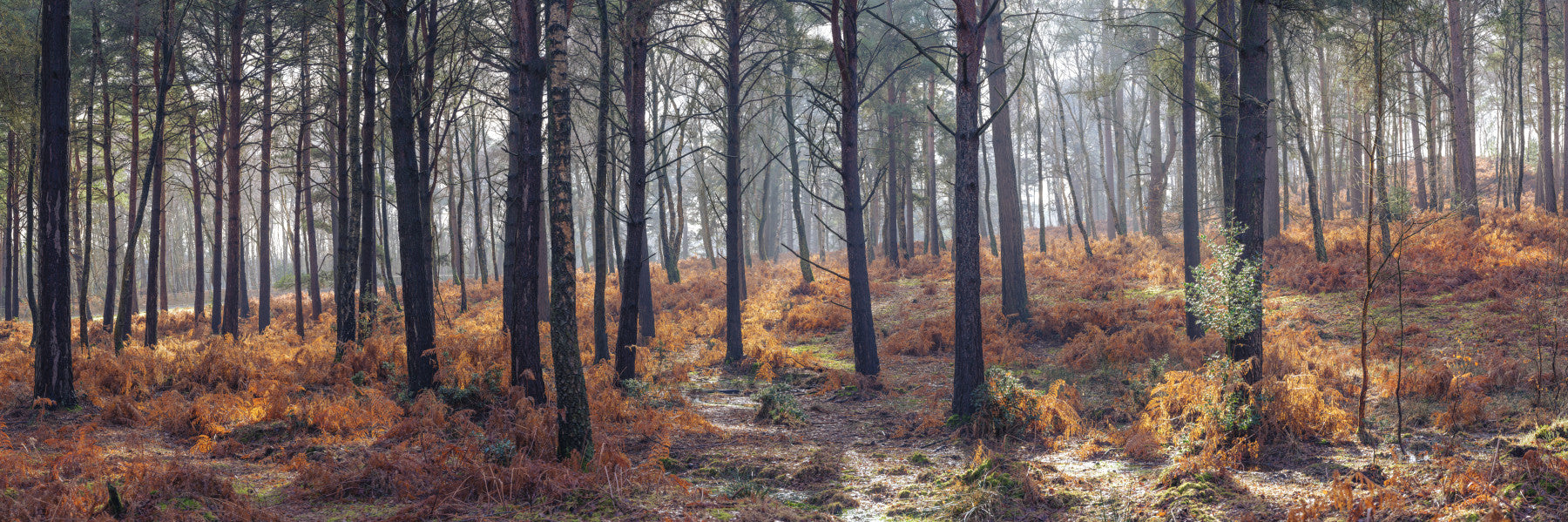 A calming serene forest wallpaper mural that defines a space.

