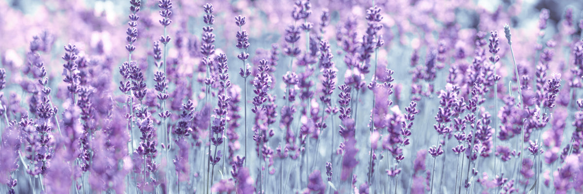 Lavender Dreamscape Wall Mural