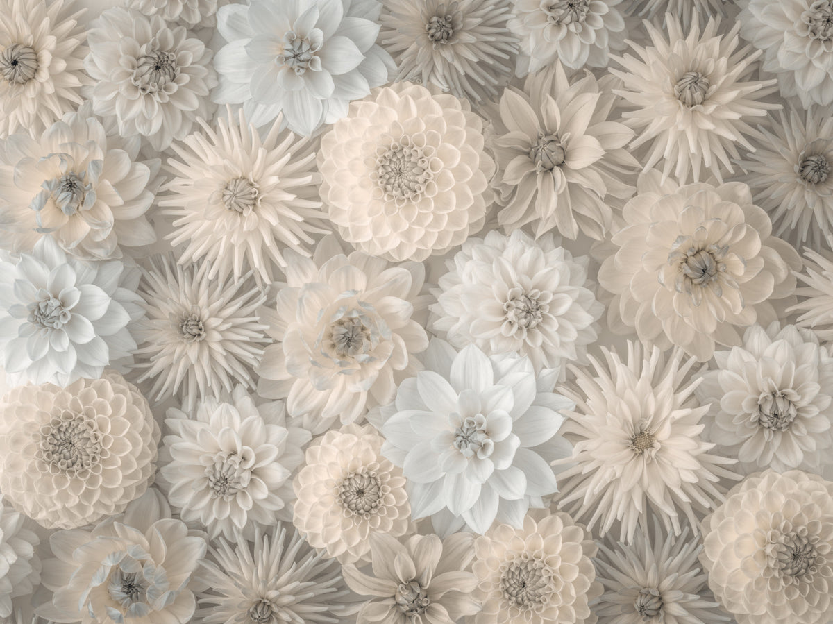 Lush Dahlia Tapestry Wall Mural in your room — zoomed