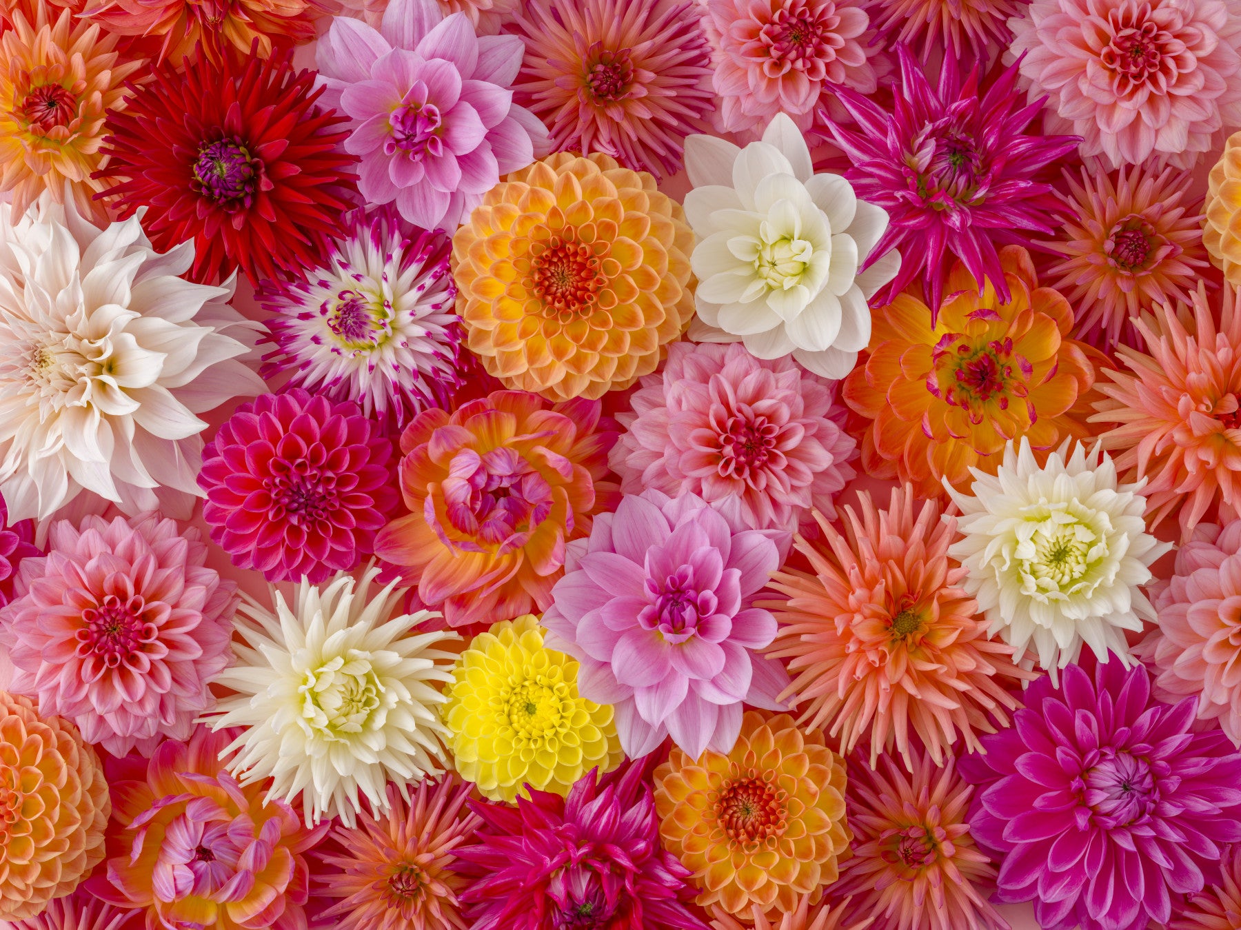 Floral Flourish Wall Mural in your room — zoomed