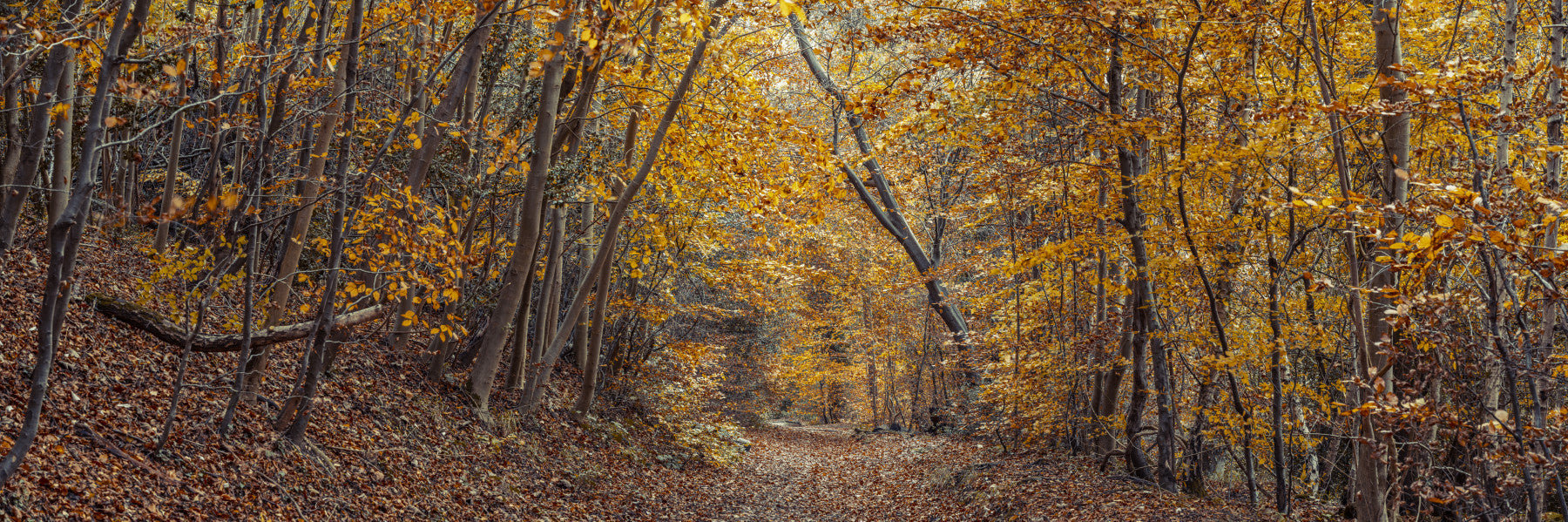 Scenic Woodland Path in Fall Wall Mural