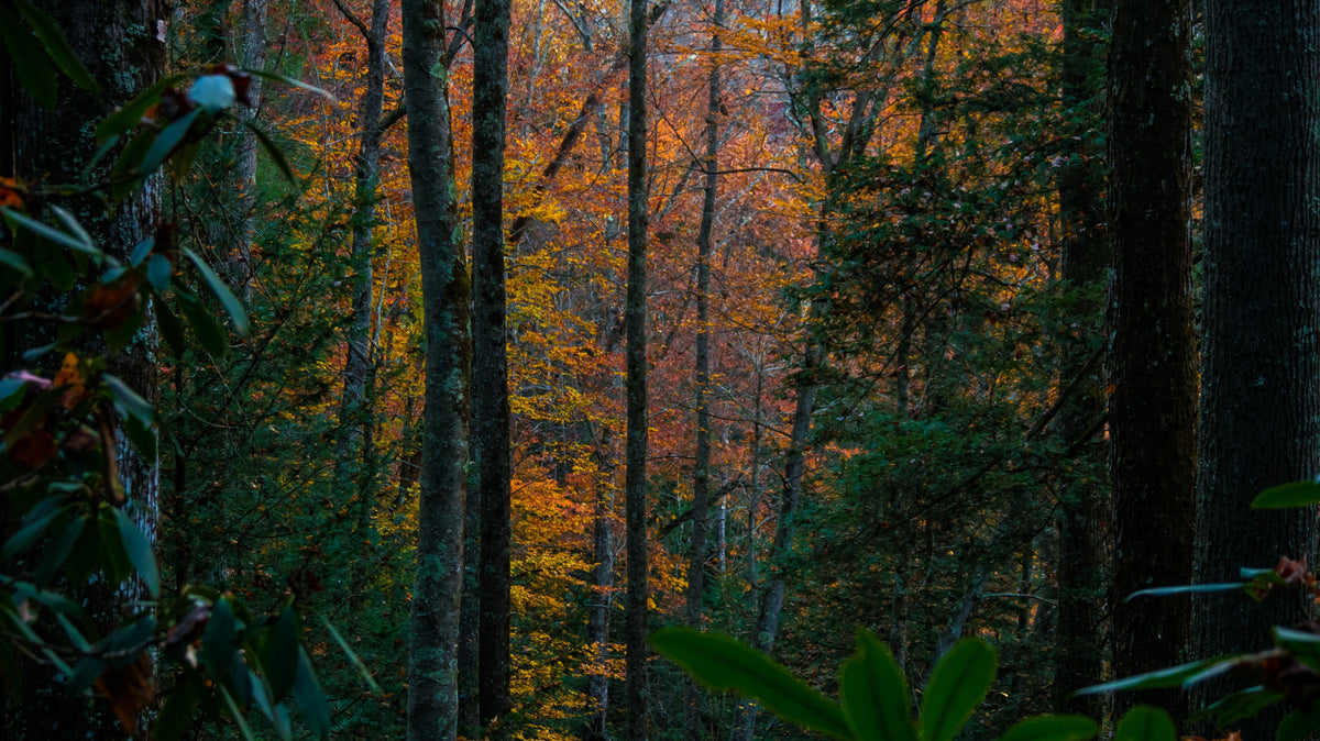 Tree Forest Wall Mural in your room — zoomed