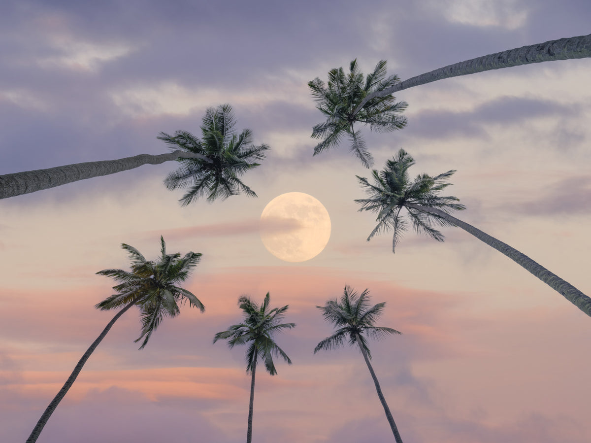 Serene Moonlit Palms Wall Mural in your room — zoomed