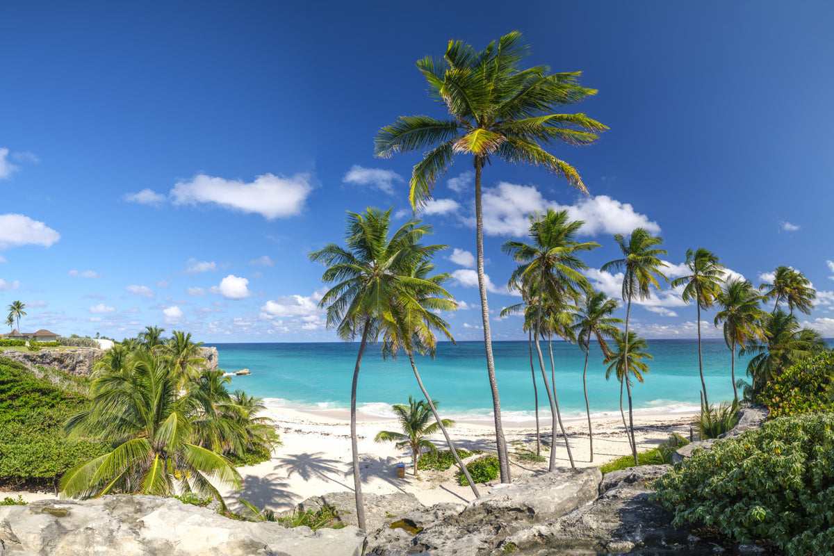 Palm Lined Shore Wall Mural in your room