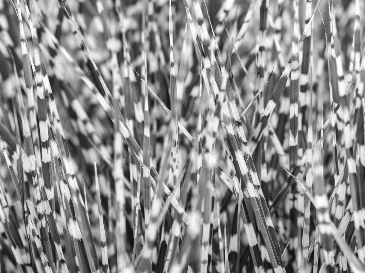 Zebra Grass Wall Mural