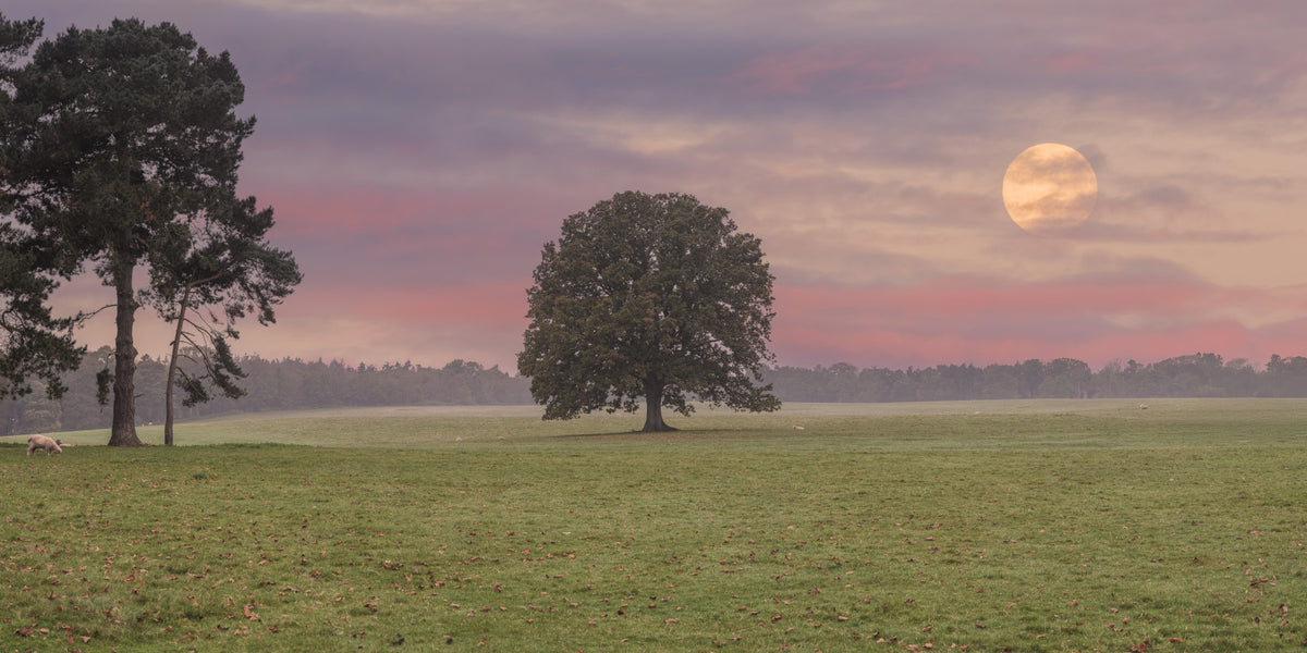 Calm Fields Under Moonlight Wall Mural in your room — zoomed