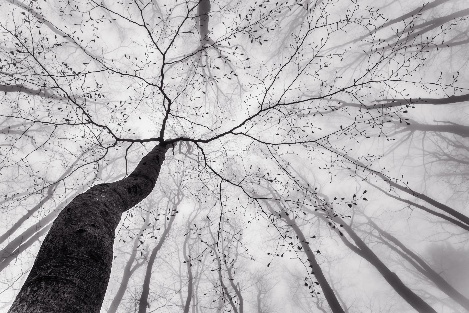 A classic forest theme wallpaper for walls.

