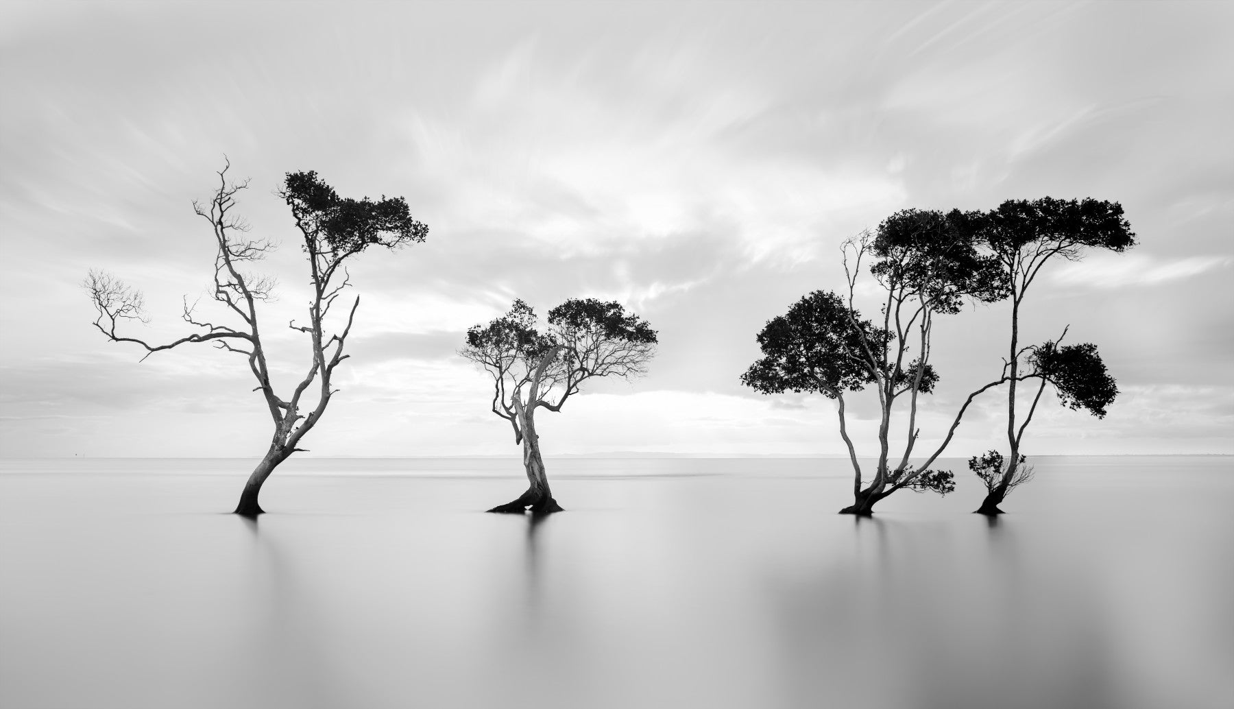 A contemplative monochrome forest wallpaper mural for a feature wall.

