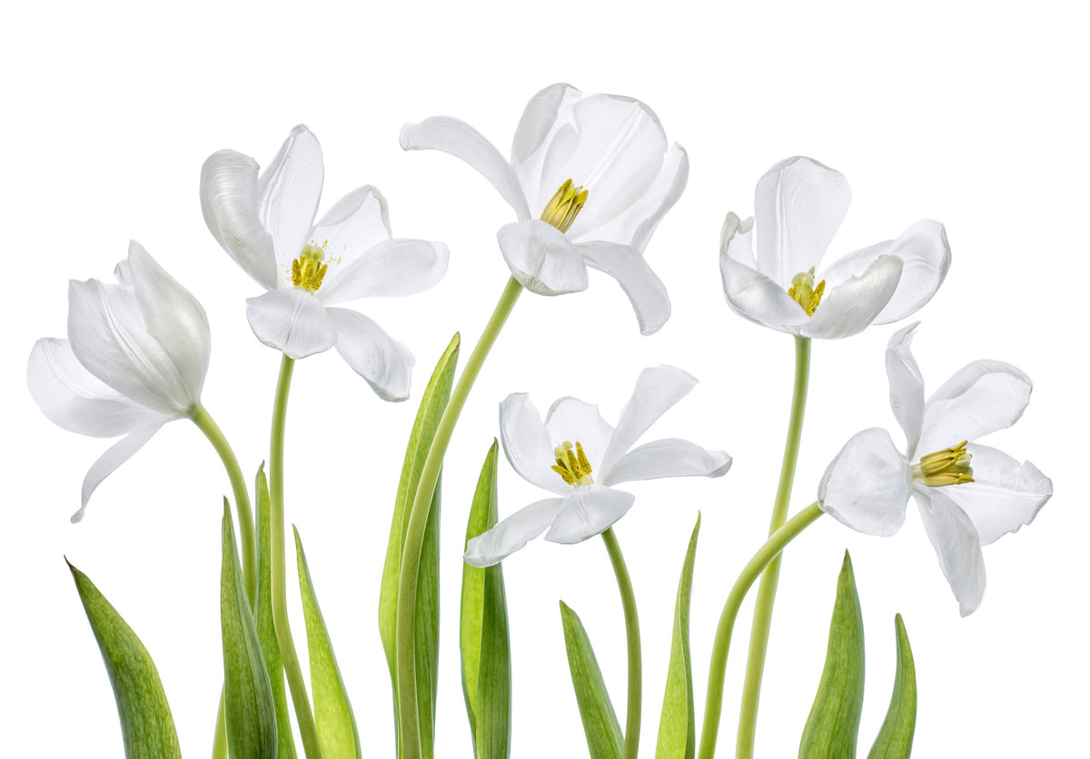 Pure Tulips Wall Mural -1282647 in your room