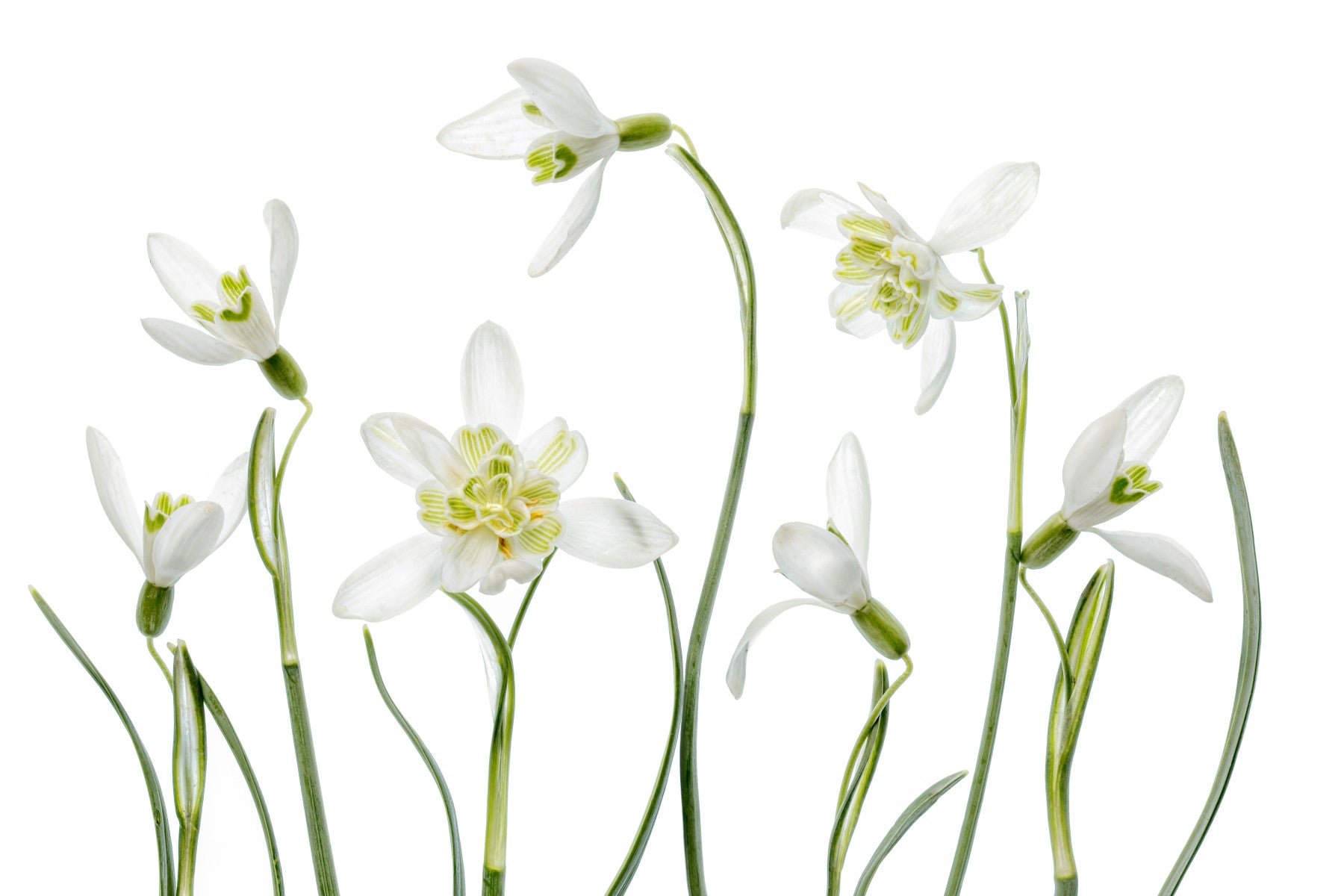 A classic floral wallpaper for walls with a white theme.


