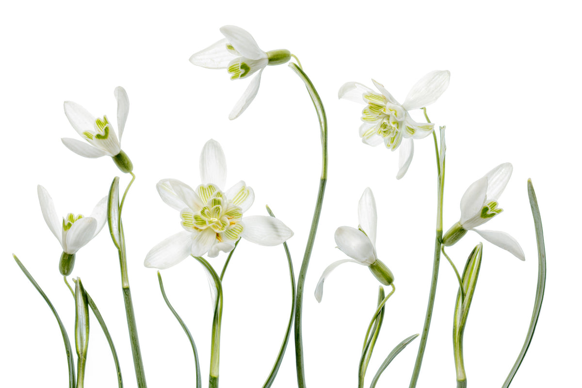 White Bloom Whisper Wall Mural -1112940 in your room — zoomed