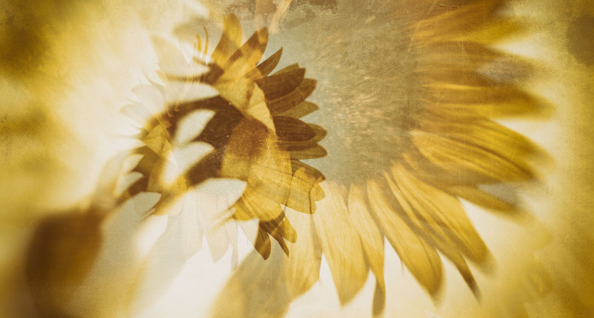 Golden Sunflower Dreams Wall Mural -2272542
