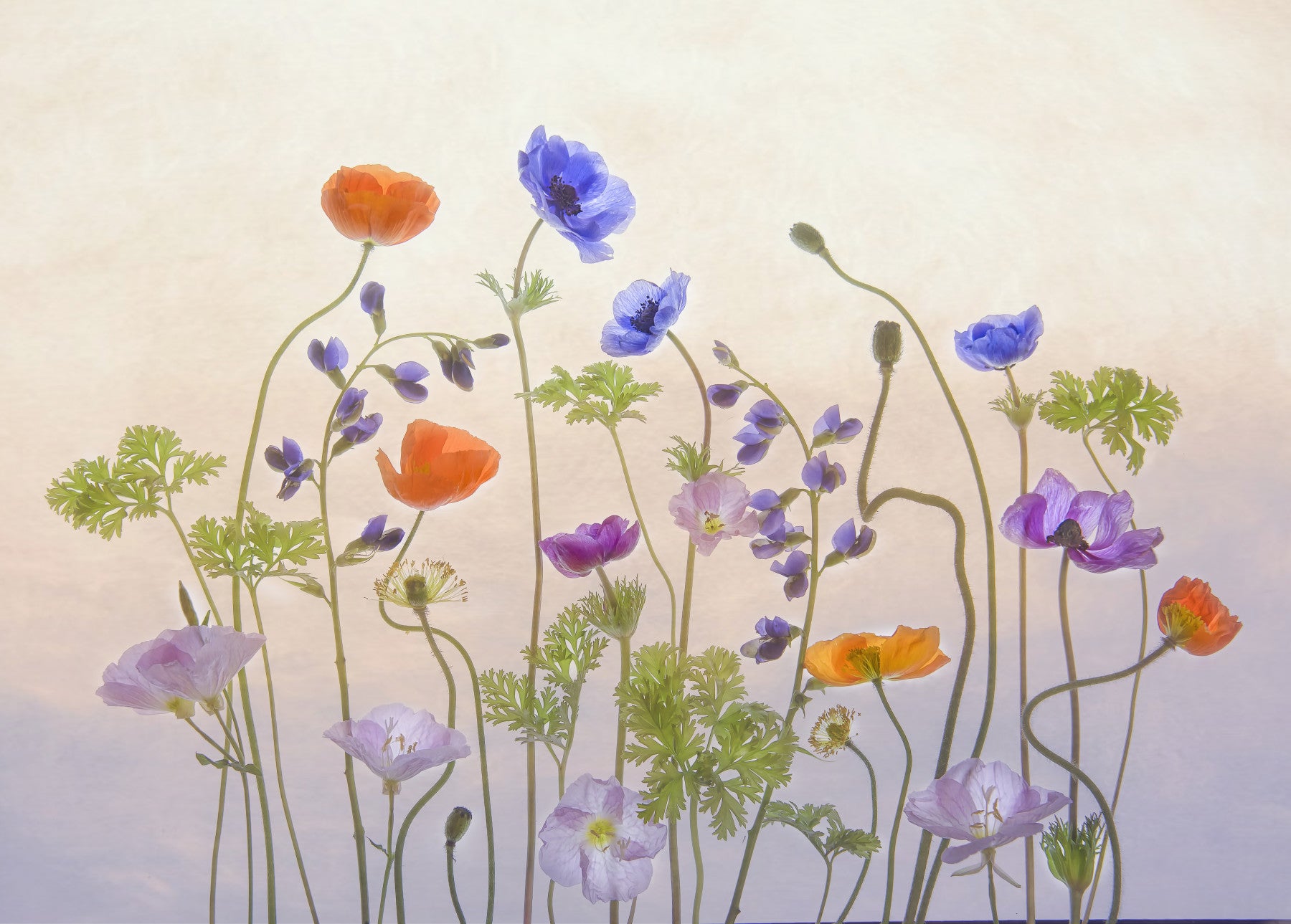 A graceful subtle bloom wall mural in soft, tranquil tones.

