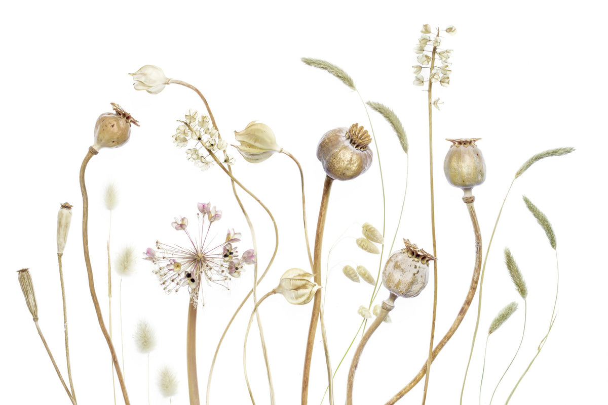 Dried Meadow Wall Mural -1021572 in your room — zoomed