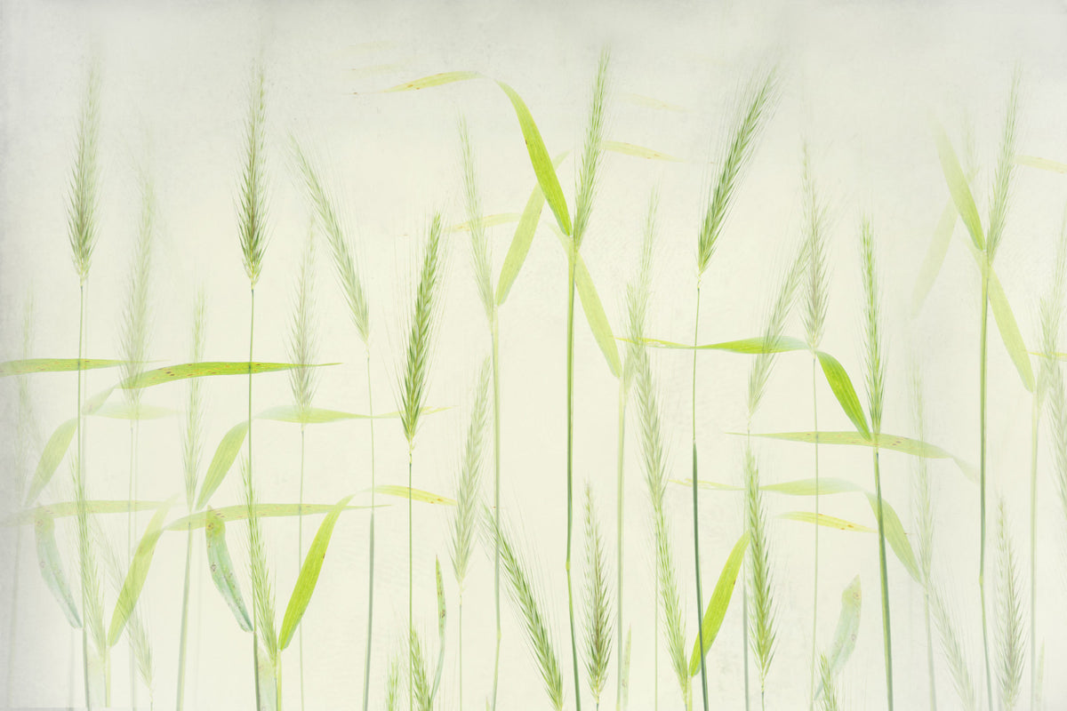 Golden Grain Dreams Wall Mural -2366652 in your room — zoomed