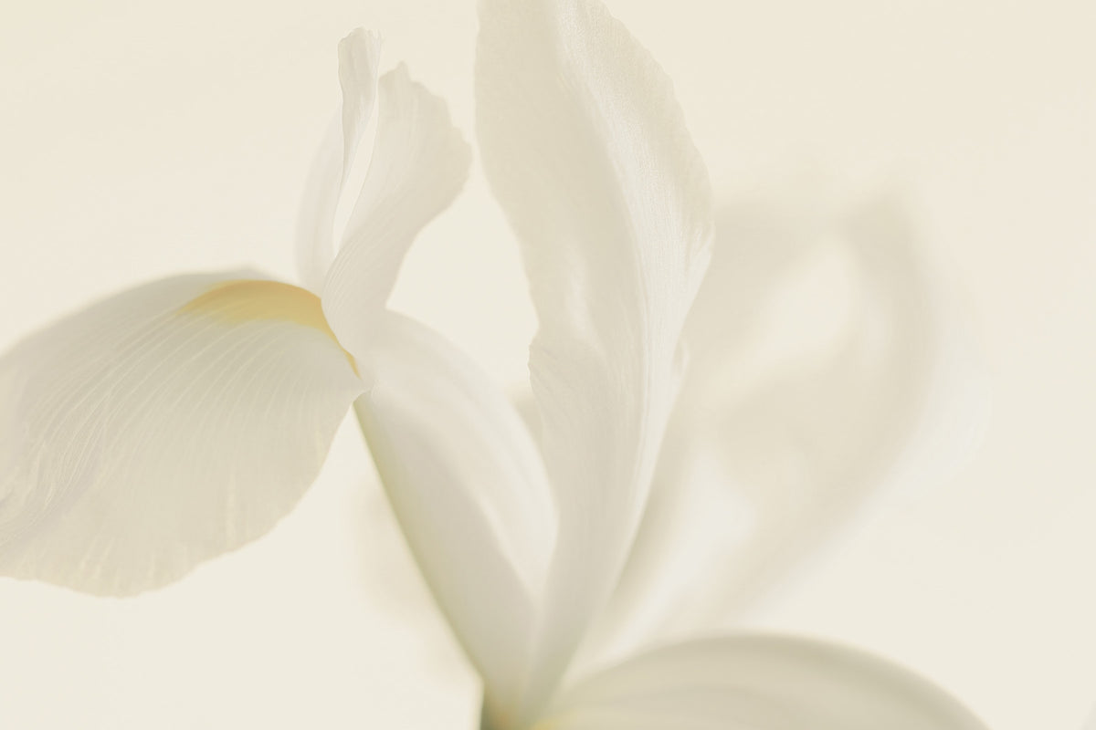 Ethereal Petals Wall Mural -2549630