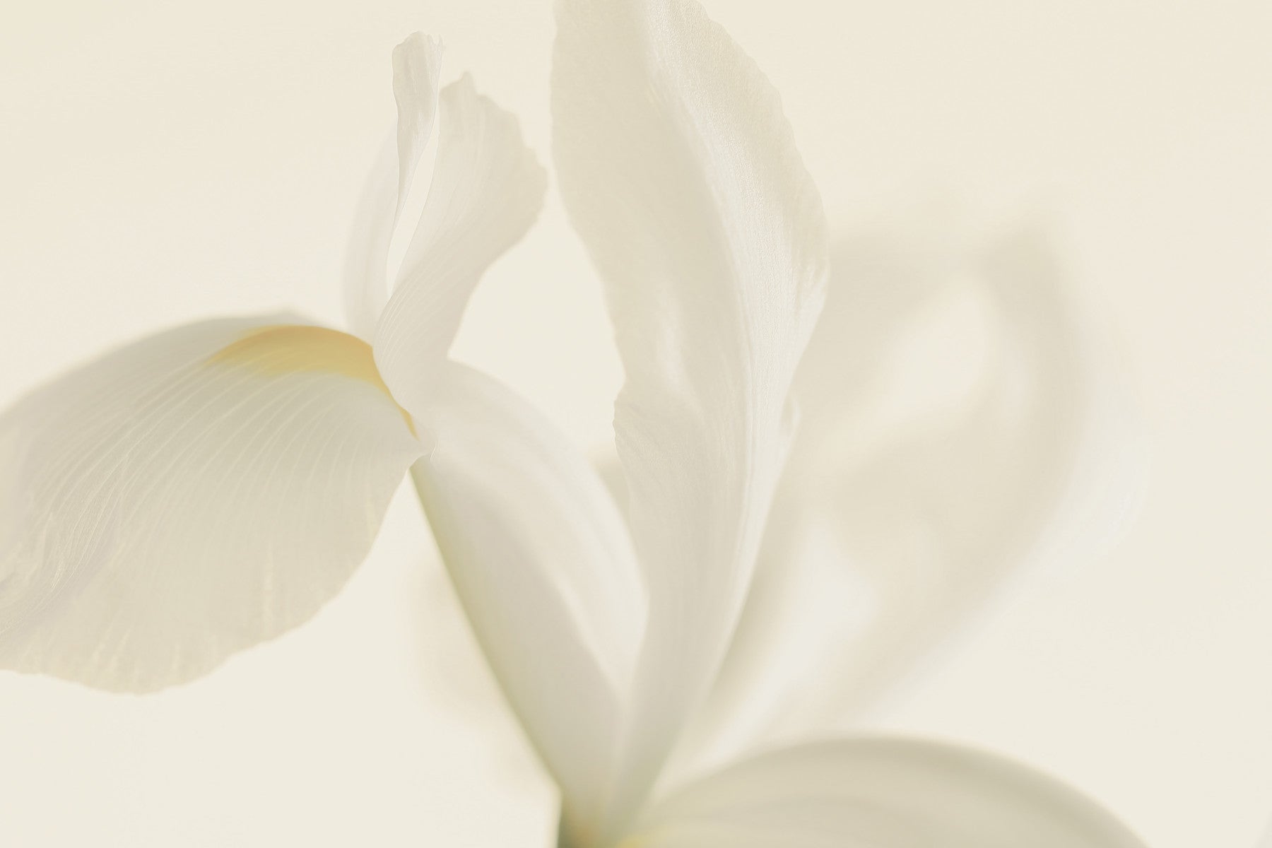 Ethereal Petals Wall Mural -2549630 in your room — zoomed