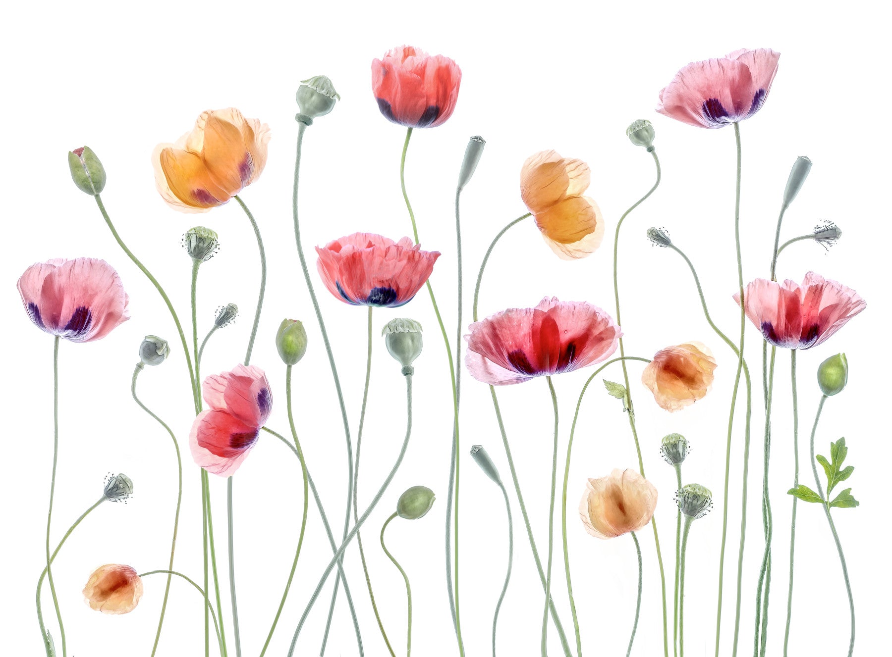 A beautiful delicate floral wallpaper mural with soft poppy hues.

