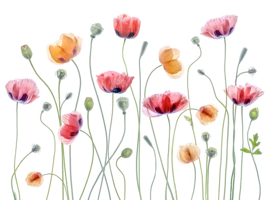 Poppy Hues: A Delicate Floral Wall Mural -1248015