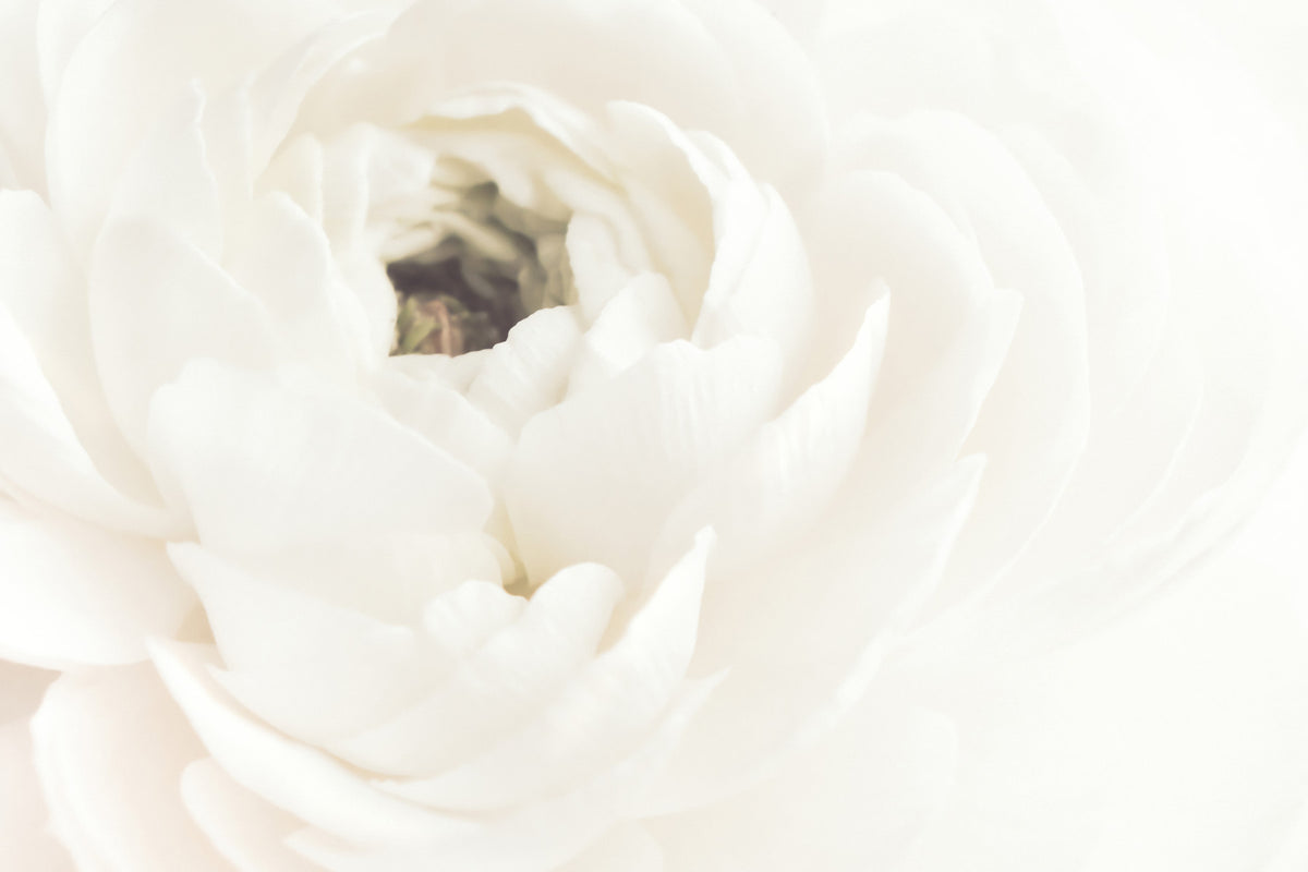 White Bloom Serenity Wall Mural -2242735 in your room