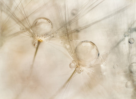 Ephemeral Dewdrops Wall Mural -2060857