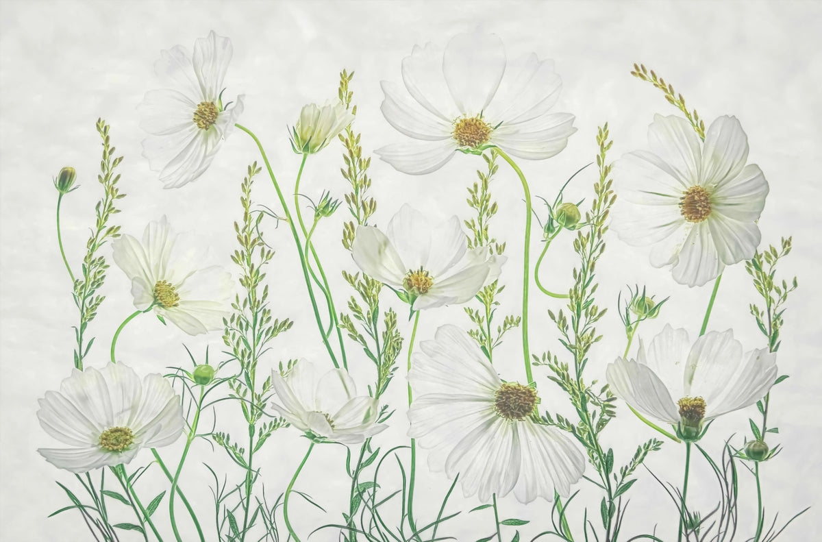 White Cosmos Dreams Wall Mural -2472910