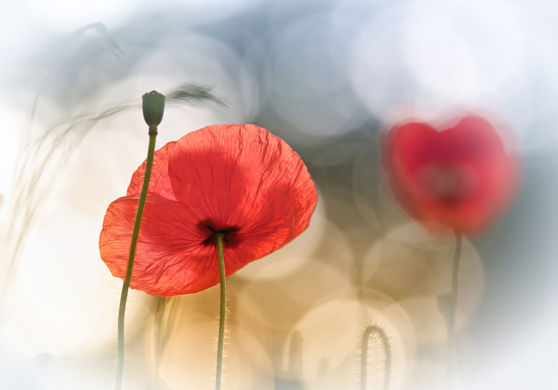 Poppy Dreamscape Wall Mural -440386 in your room — zoomed