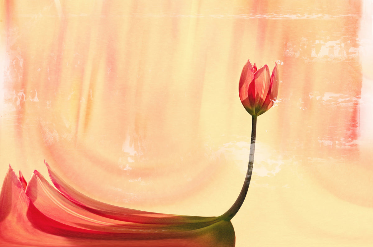Coral Tulip Dream Wall Mural -2266934 in your room — zoomed