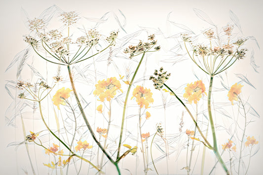 Golden Whisper Floral Wall Mural -2503370