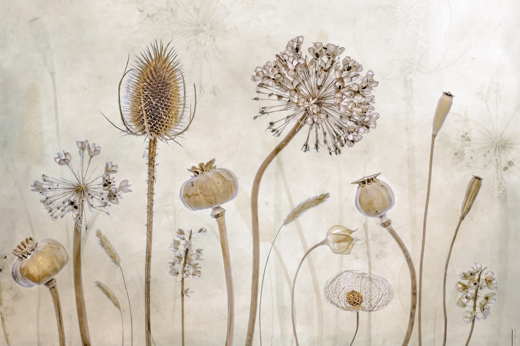 Ethereal Flora Design Wall Mural -1211143 in your room — zoomed