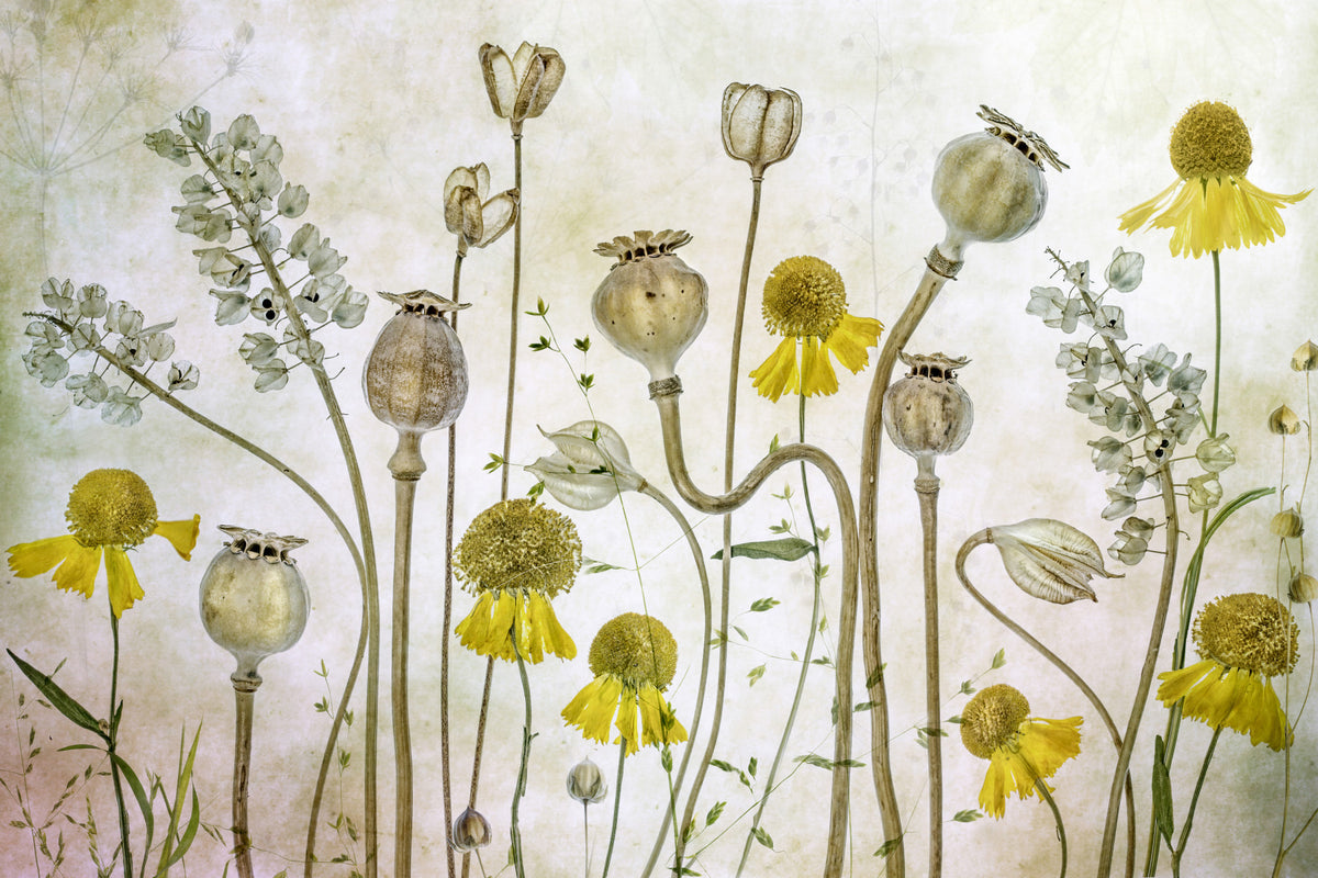 Botanical Still Life Wall Mural -1229076 in your room — zoomed