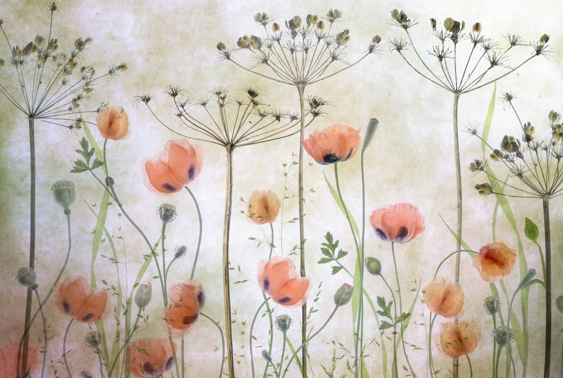 Painted Bloom Wall Mural -1673301 in your room — zoomed