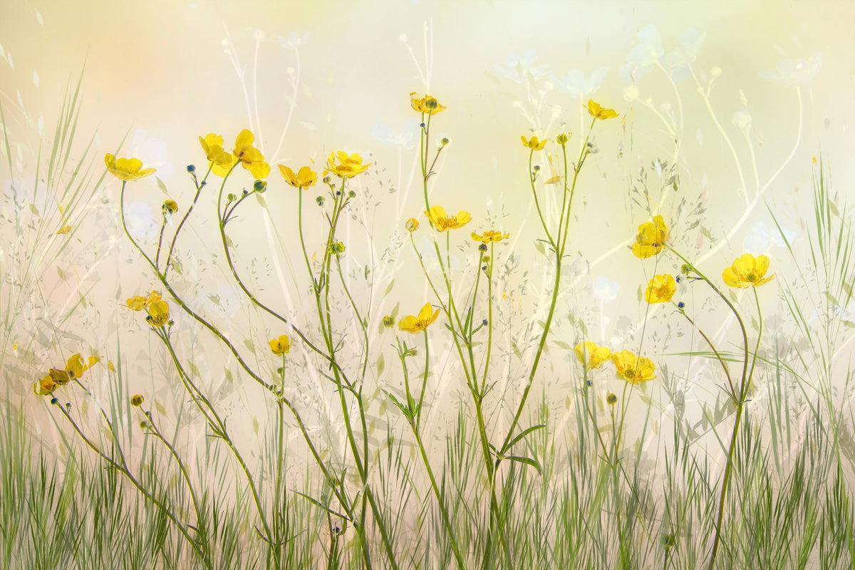 Golden Meadow Dreams Wall Mural -1871580