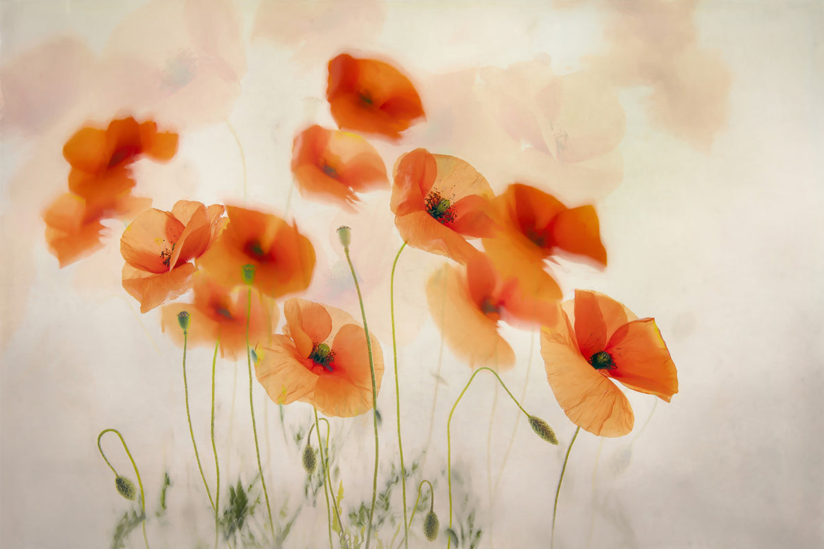 Whispering Poppies Wall Mural -1879092 in your room