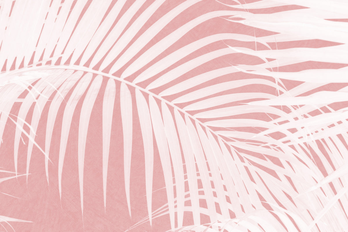 Palm Blush Wall Mural -2584043 in your room — zoomed