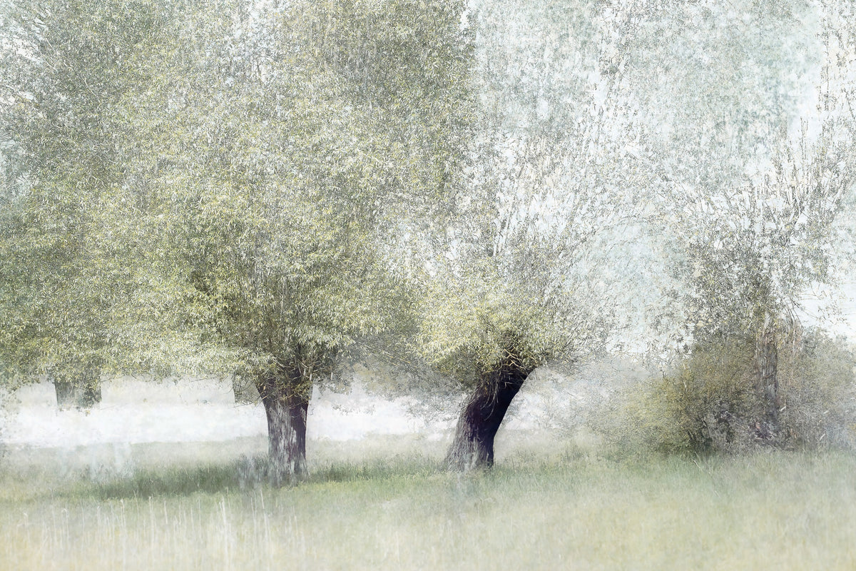 Willow Whisper Wall Mural -1702940 in your room