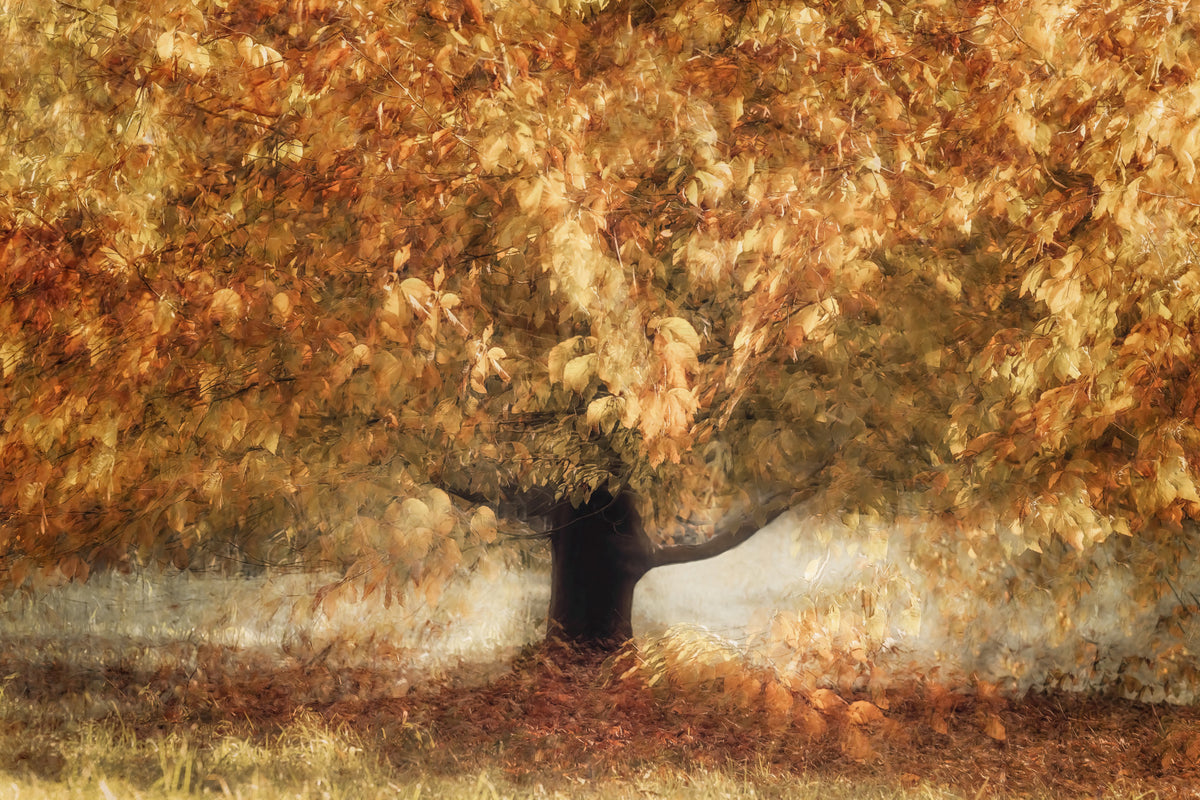 Gilded Leaves Wall Mural -2140317 in your room