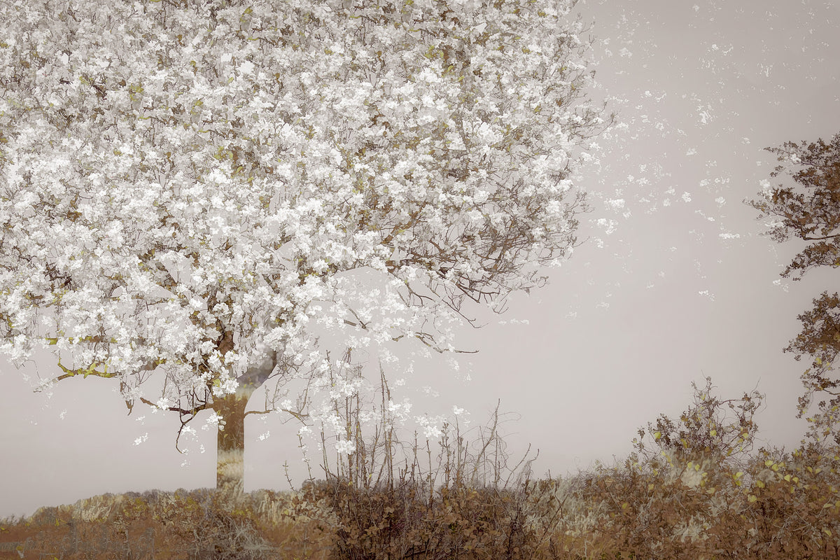 Blooming Tree Vista Wall Mural -1522836 in your room