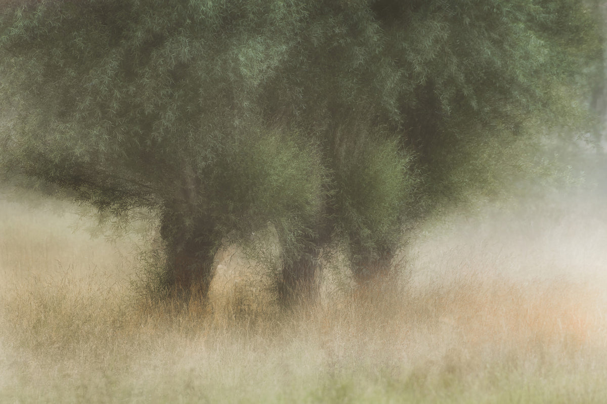Misty Grove Wall Mural -1749644 in your room — zoomed