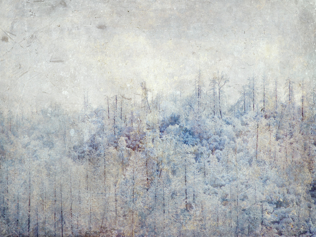 Frosted Forest Dream Wall Mural -2671433