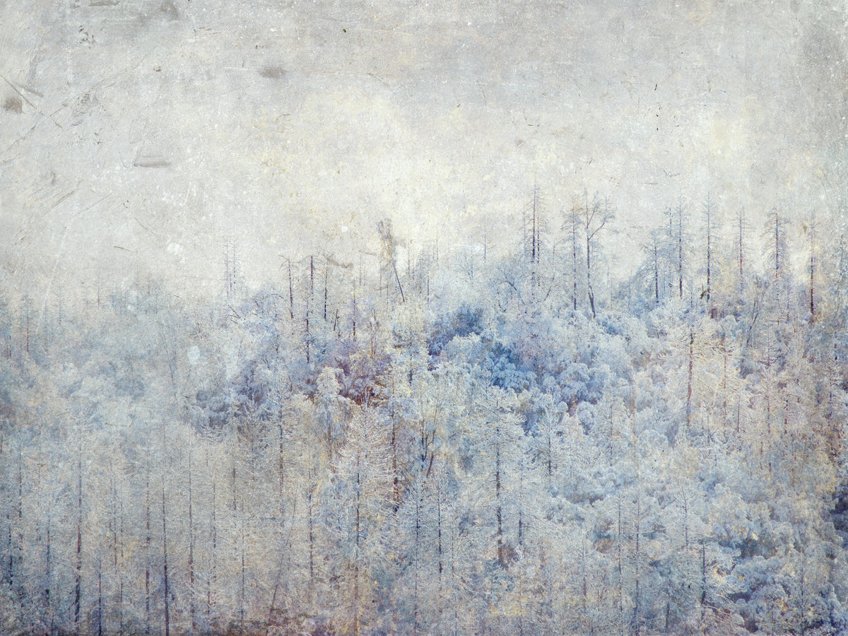 Frosted Forest Dream Wall Mural -2671433 in your room