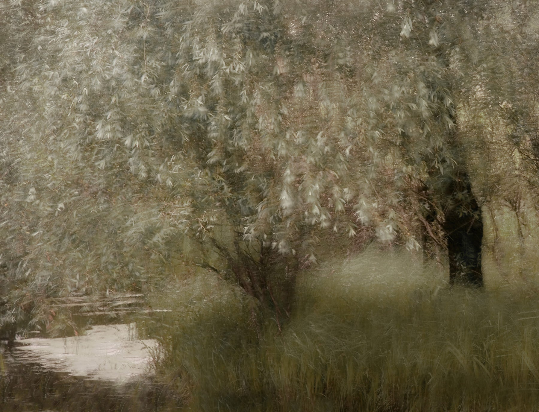 Willow Whispers Wall Mural -1534233