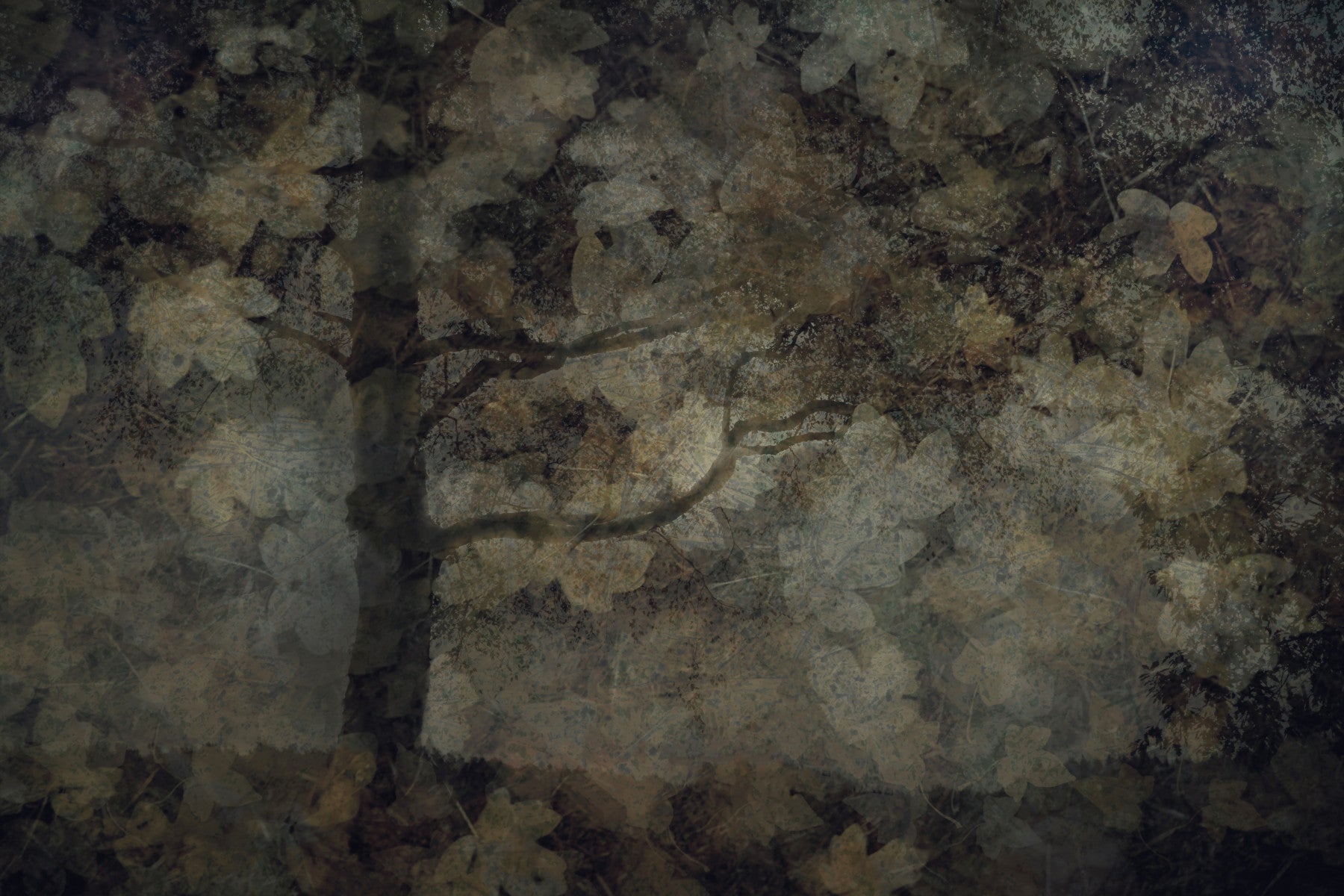 Ethereal Canopy Wall Mural -1760532