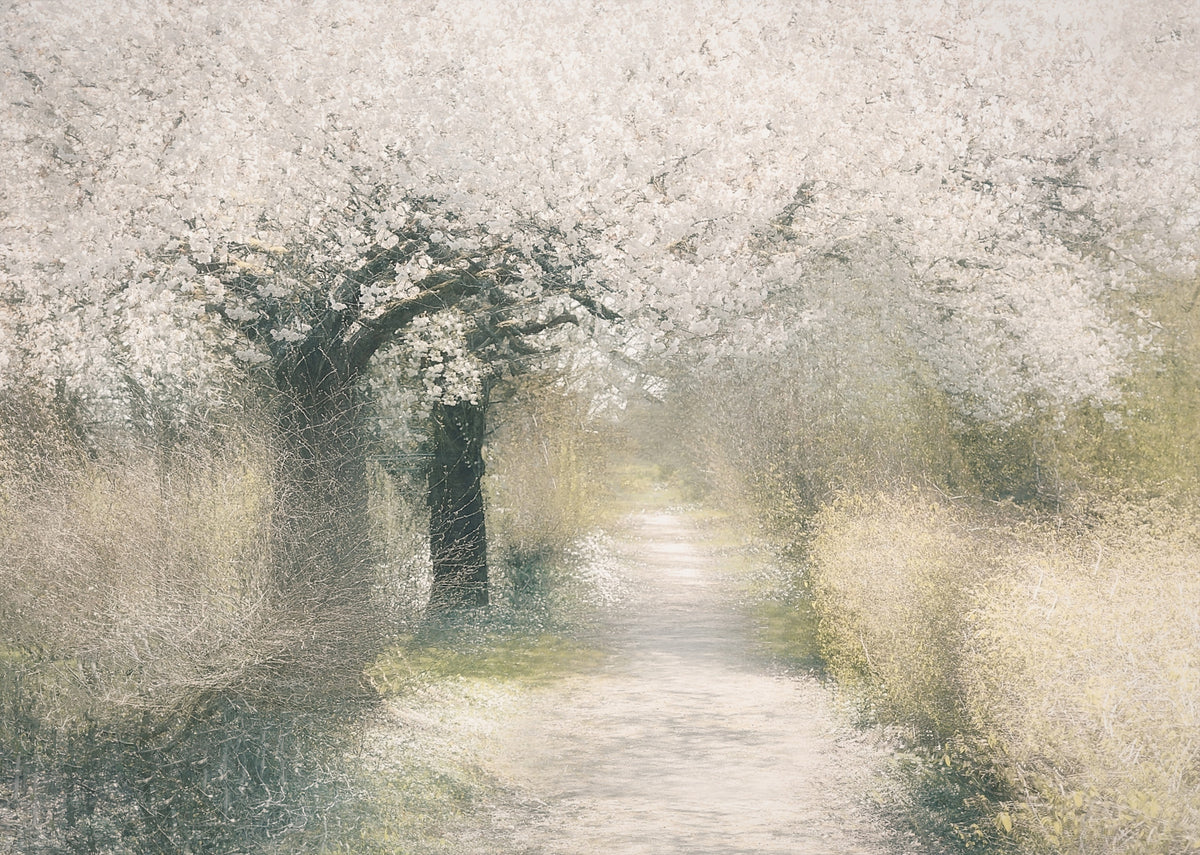 Blossom Trail Wall Mural - 2250089 in your room