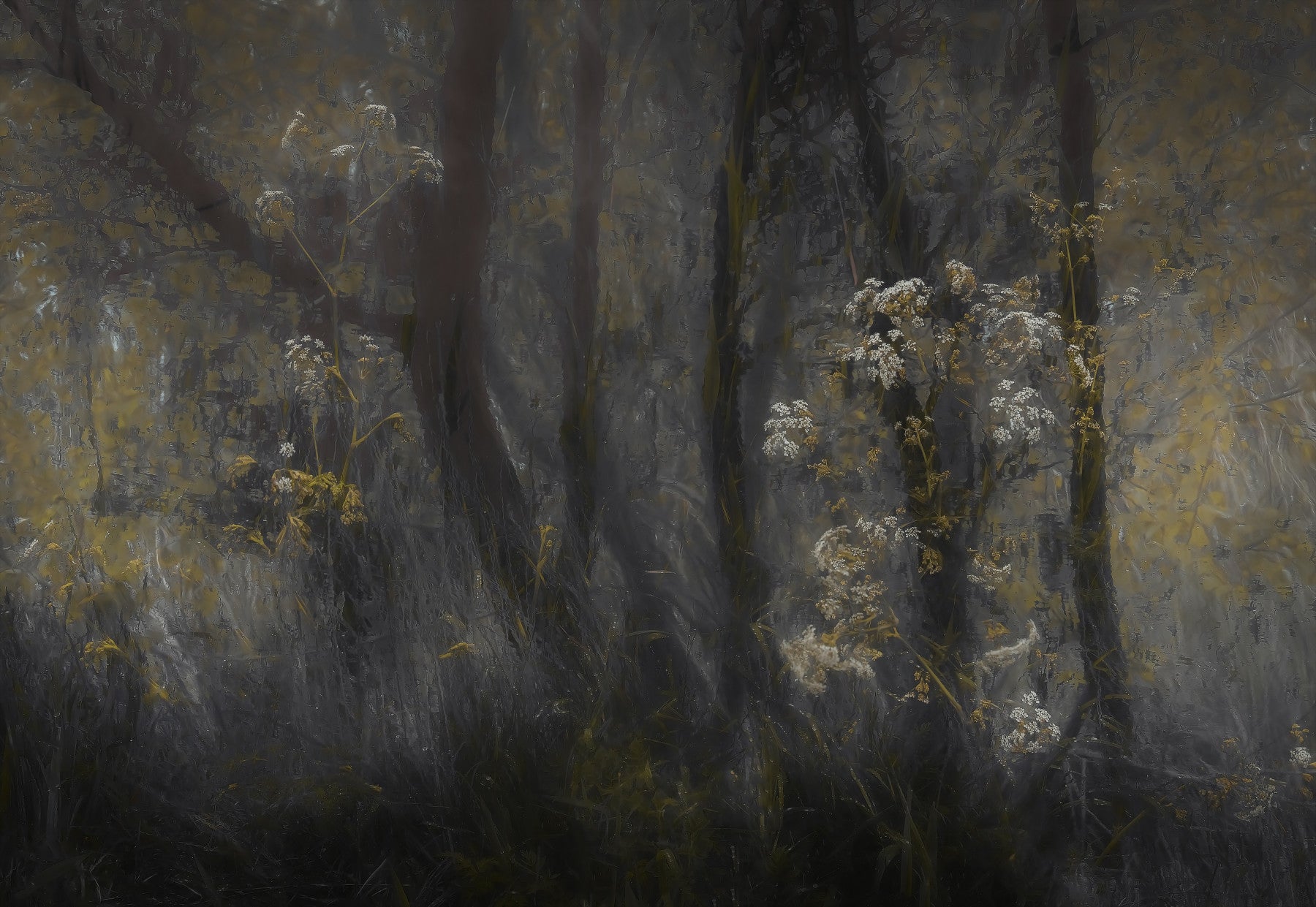 Misty Hollow Wall Mural -1689164