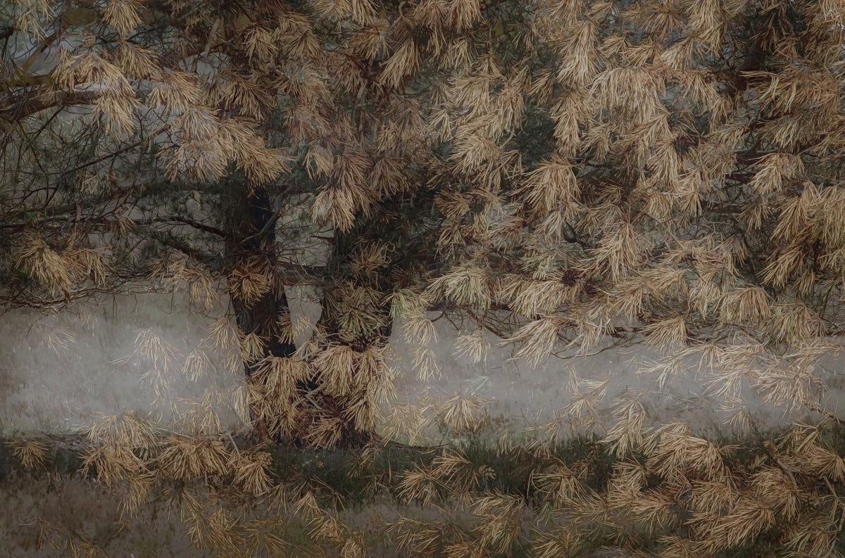 Whispering Pines Wall Mural -1531082 in your room